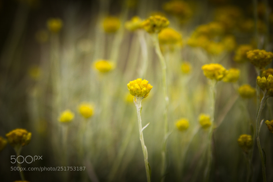 Canon EOS 60D sample photo. Flower photography