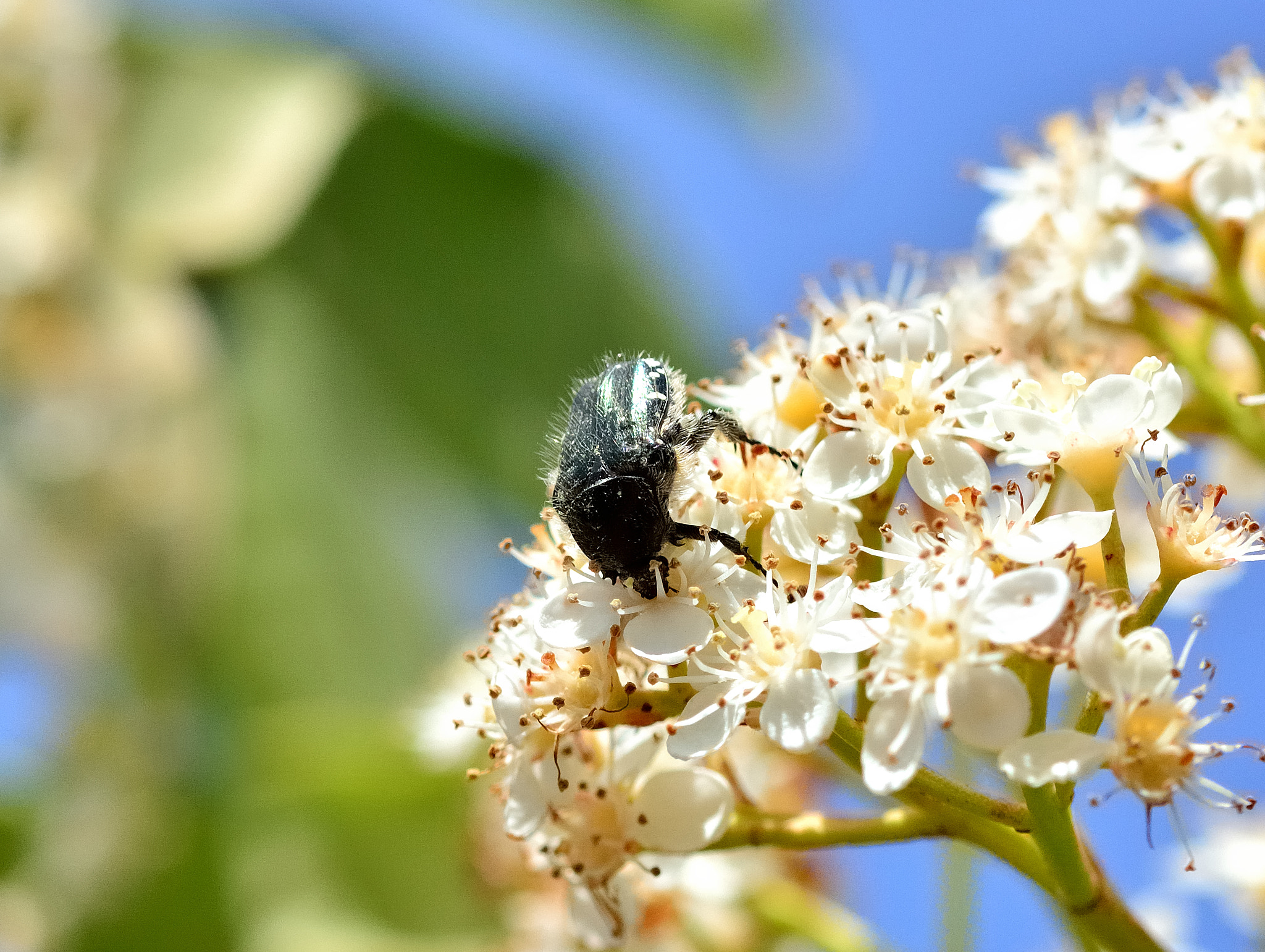 Sigma 105mm F2.8 EX DG OS HSM sample photo. Ds photography