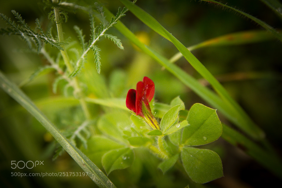 Canon EOS 60D sample photo. Flower photography