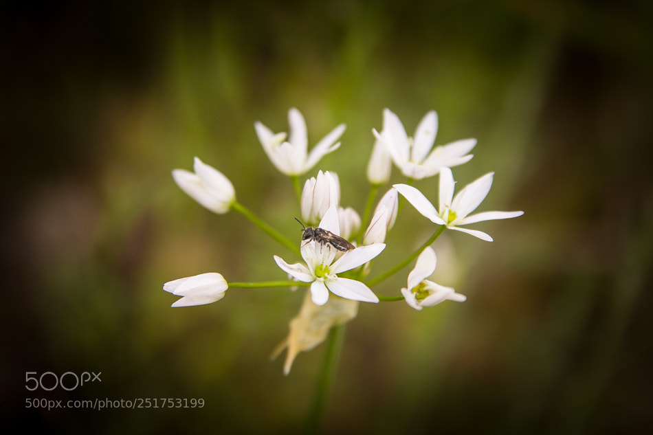 Canon EOS 60D sample photo. Flower photography
