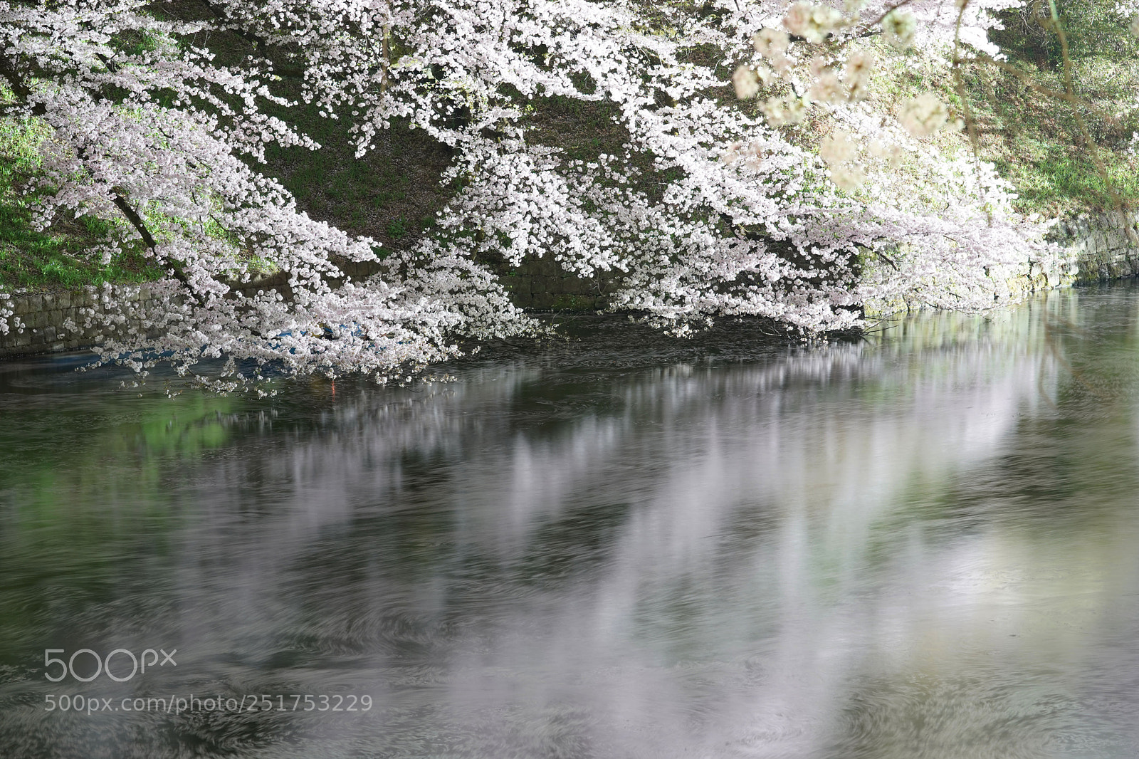 Sony a9 sample photo. Lake and cherry blossoms photography
