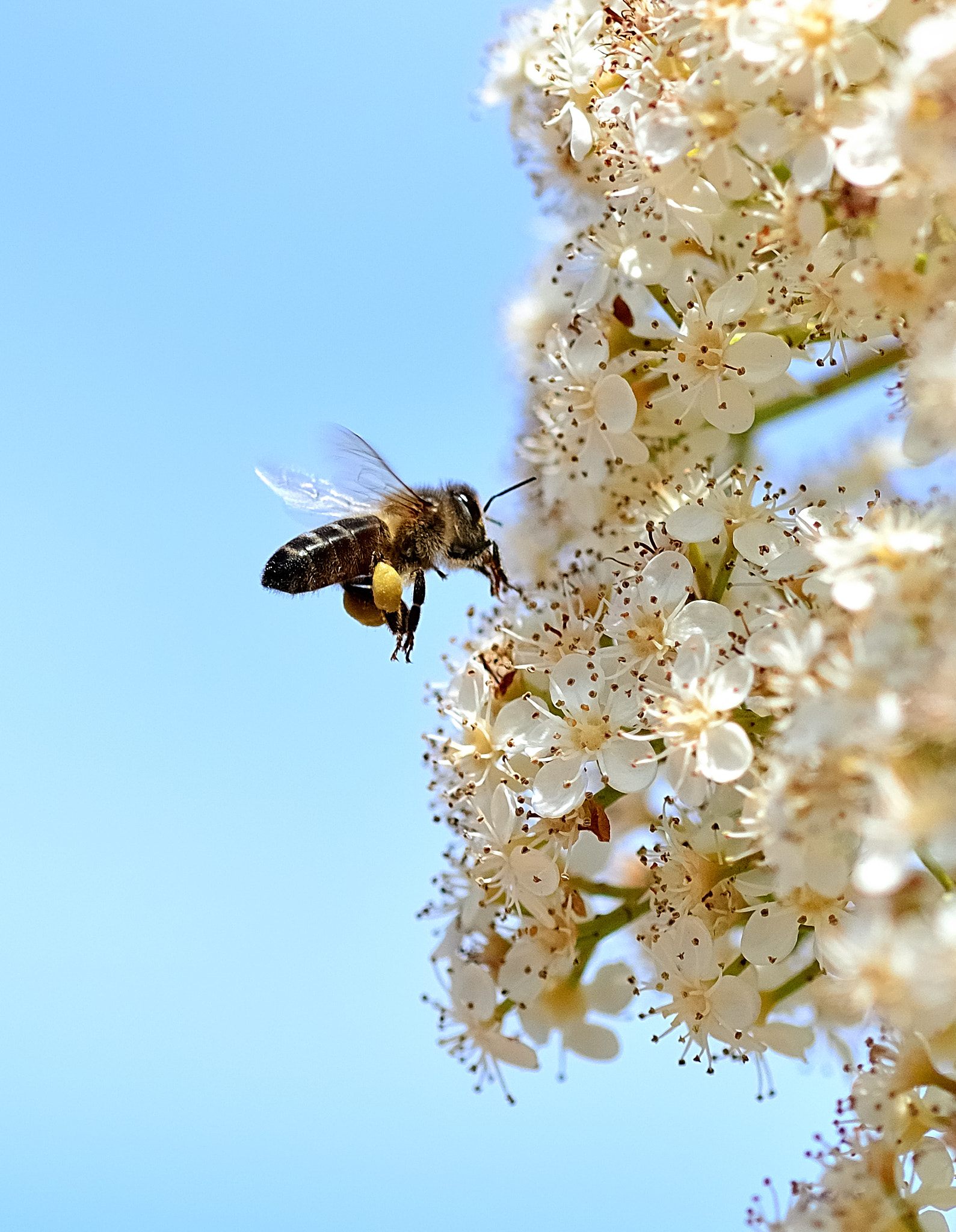 Nikon D7100 + Sigma 105mm F2.8 EX DG OS HSM sample photo. Ds photography