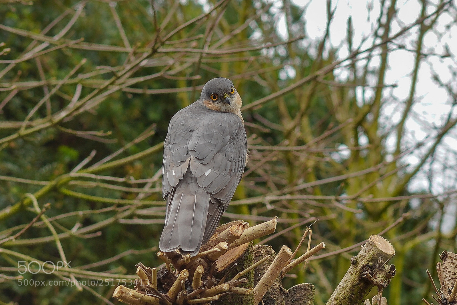 Sony a7 III sample photo. Sparrow hawk stare photography
