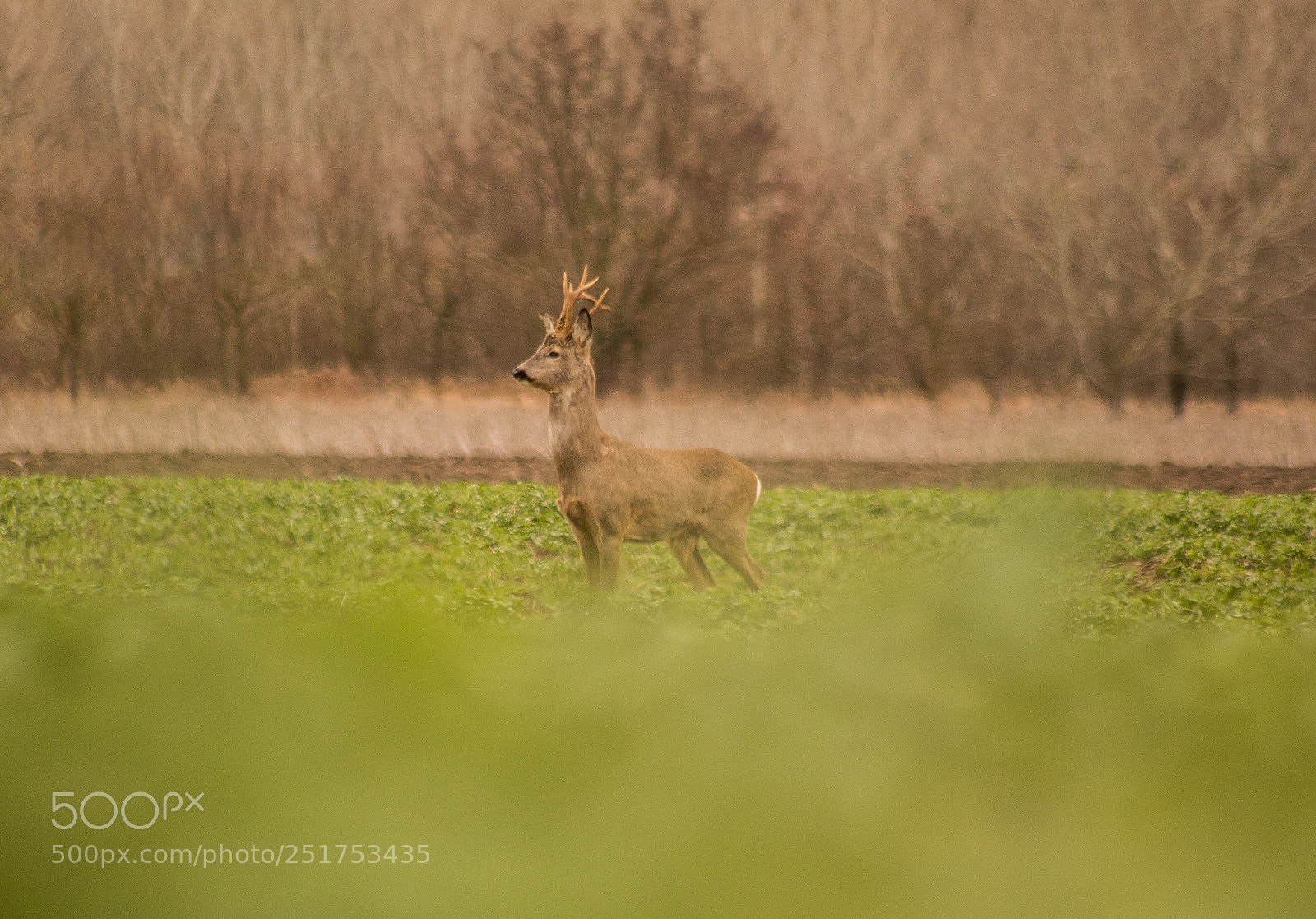 Canon EOS 700D (EOS Rebel T5i / EOS Kiss X7i) sample photo. Prestige... photography
