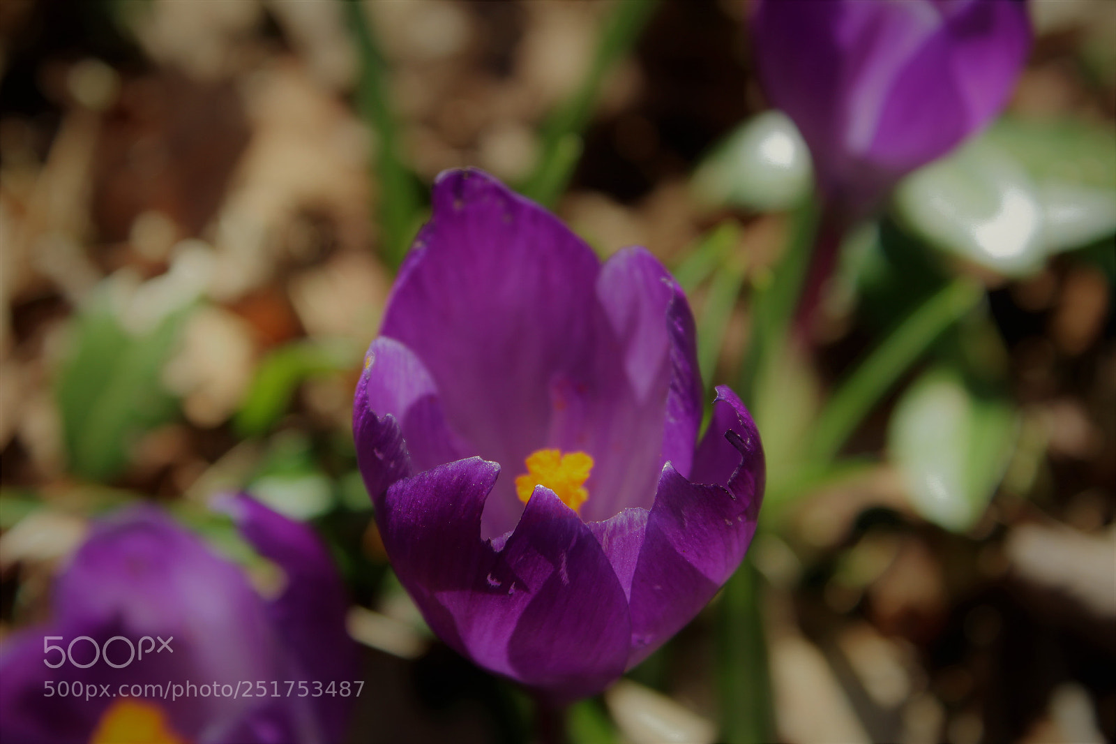 Canon EOS 1300D (EOS Rebel T6 / EOS Kiss X80) sample photo. Finally spring photography