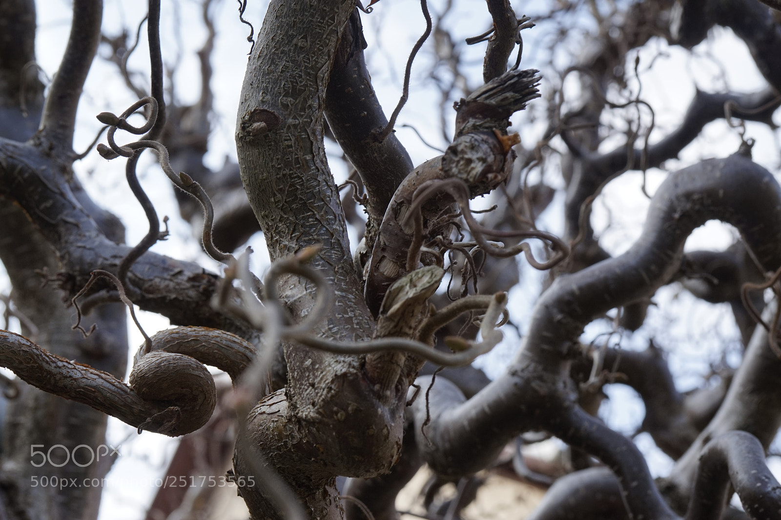 Sony Alpha a5000 (ILCE 5000) sample photo. Hasel photography