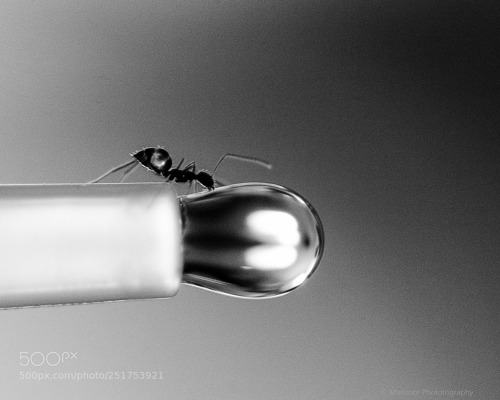 Nikon D7000 sample photo. Ant photography