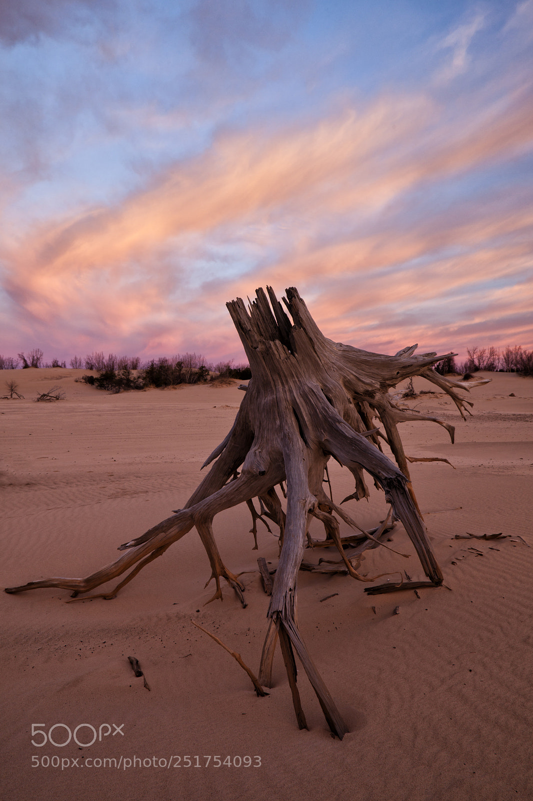 Canon EOS 5D Mark II sample photo. Old weathered stump early photography