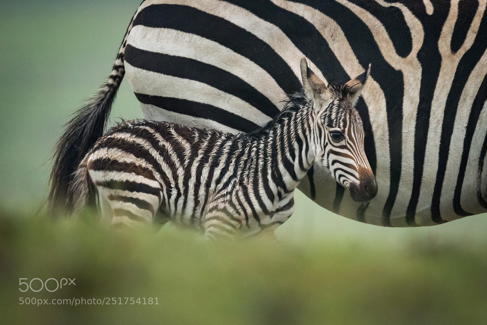 Nikon D810 sample photo. Baby plains zebra alongside photography