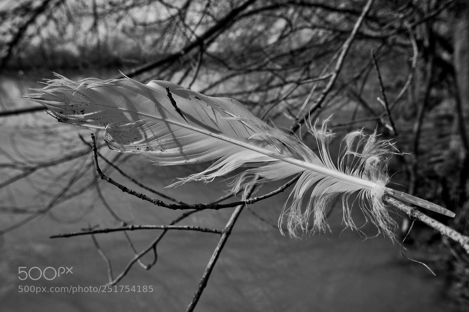 Sony Alpha a5000 (ILCE 5000) sample photo. Plume de cigne b photography