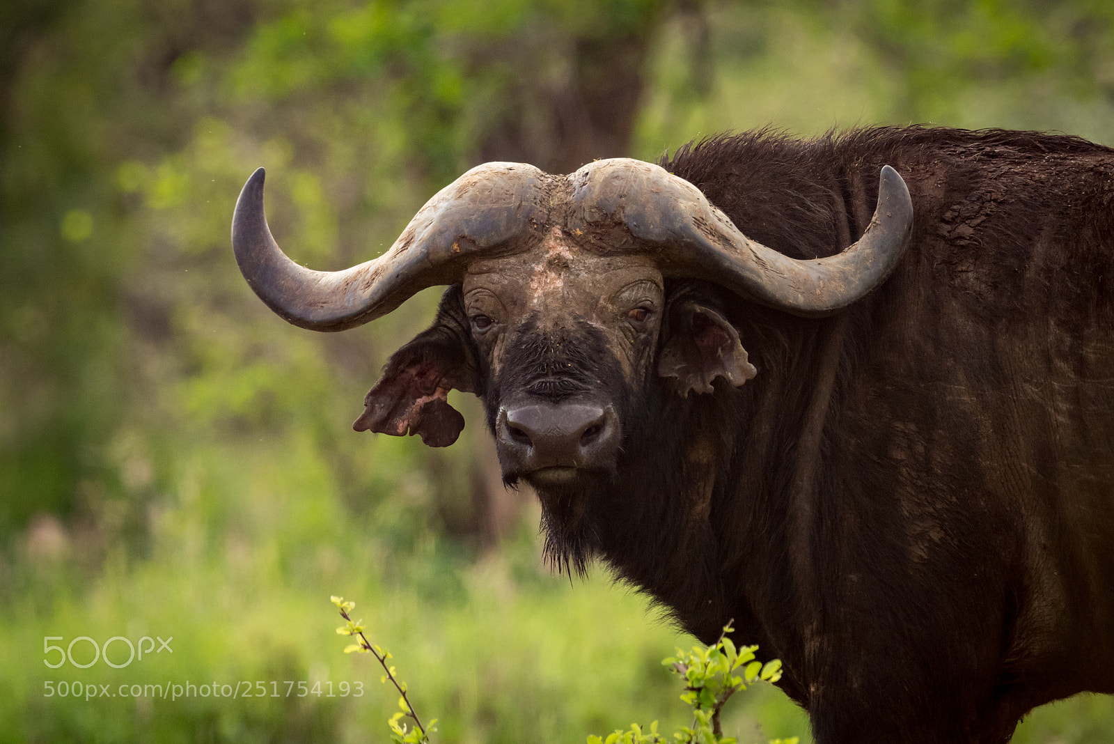 Nikon D810 sample photo. Cape buffalo in grassy photography