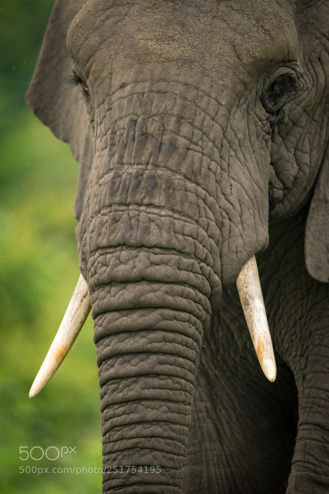 Nikon D810 sample photo. Close-up of african elephant photography