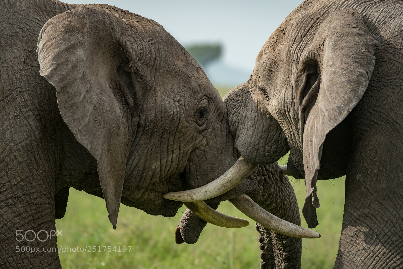 Nikon D850 sample photo. Close-up of african elephants photography