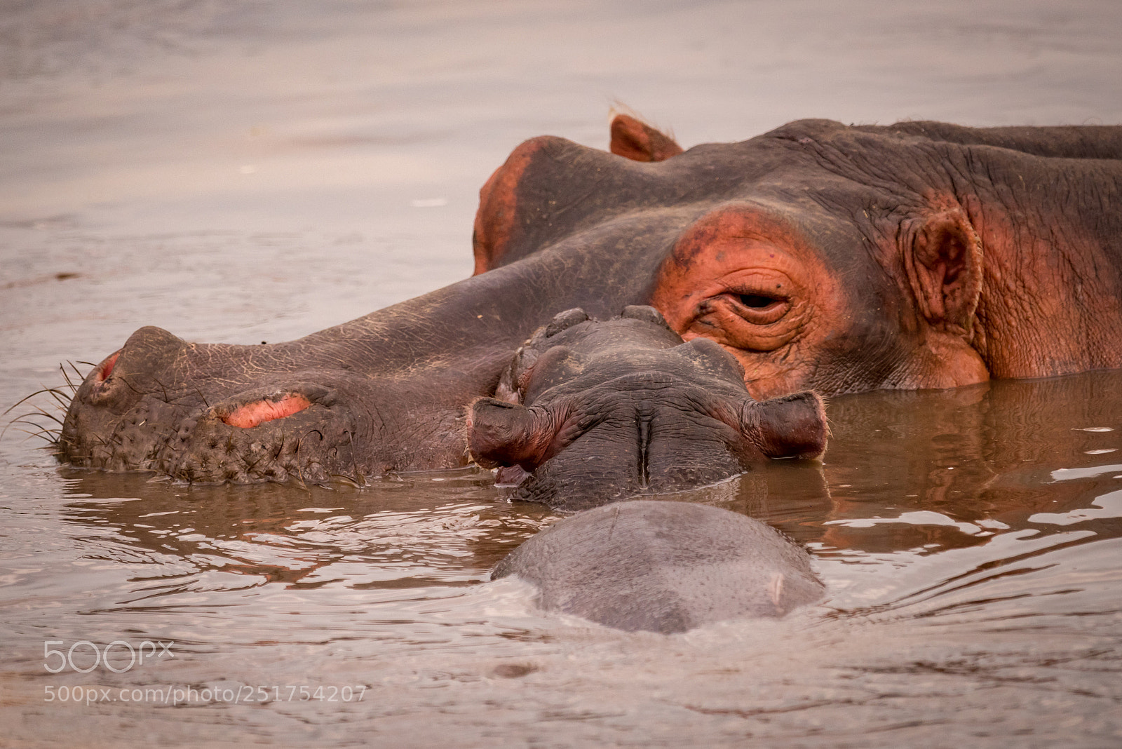 Nikon D810 sample photo. Close-up of baby hippopotamus photography