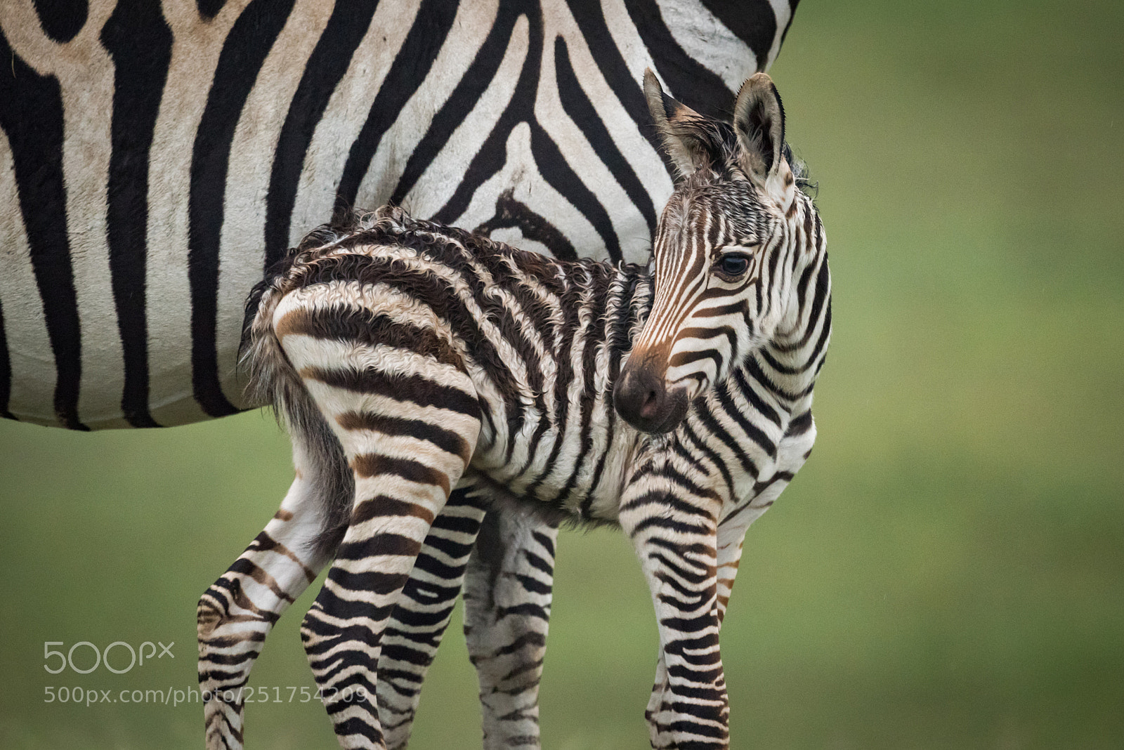 Nikon D810 sample photo. Close-up of baby plains photography