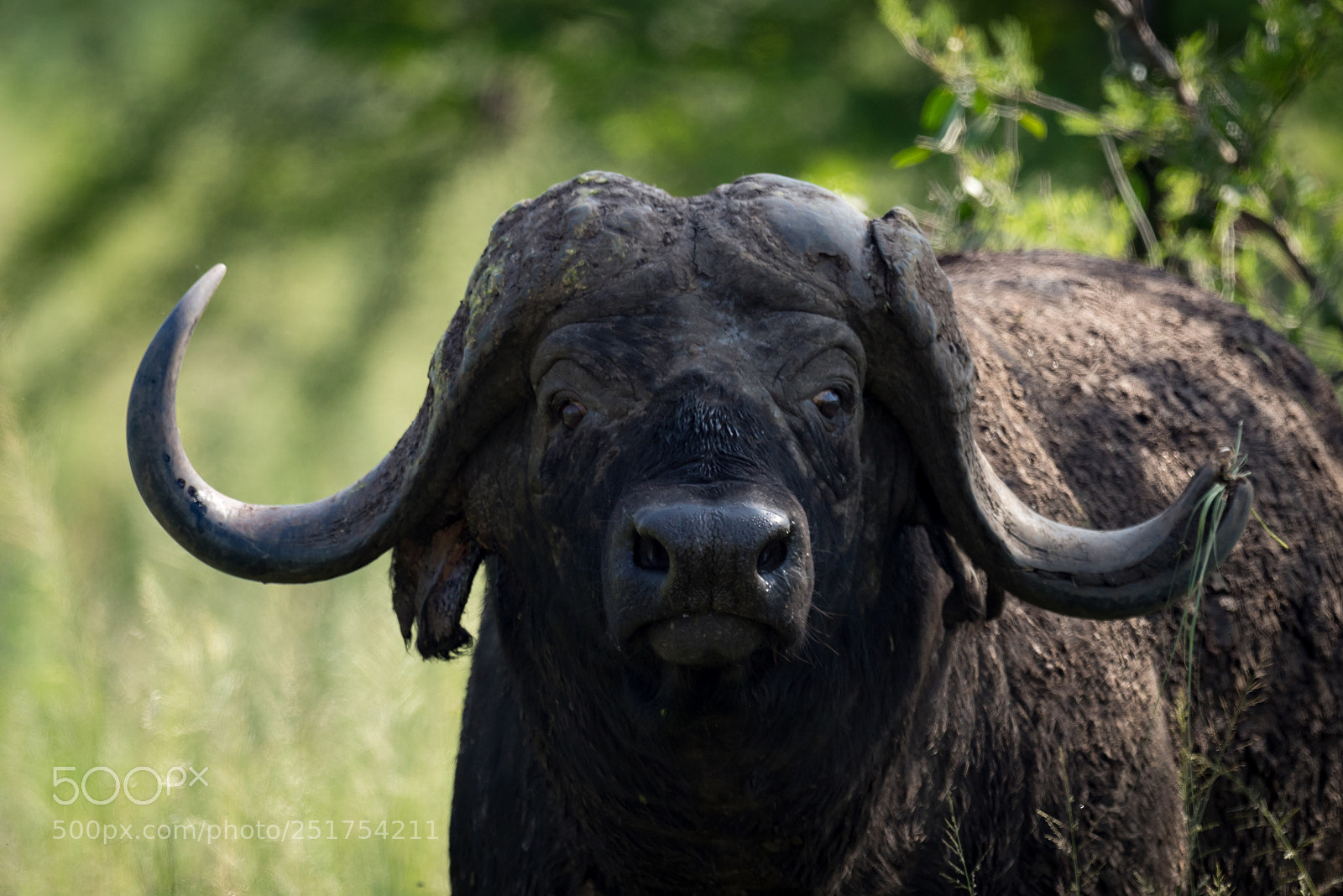 Nikon D810 sample photo. Close-up of cape buffalo photography
