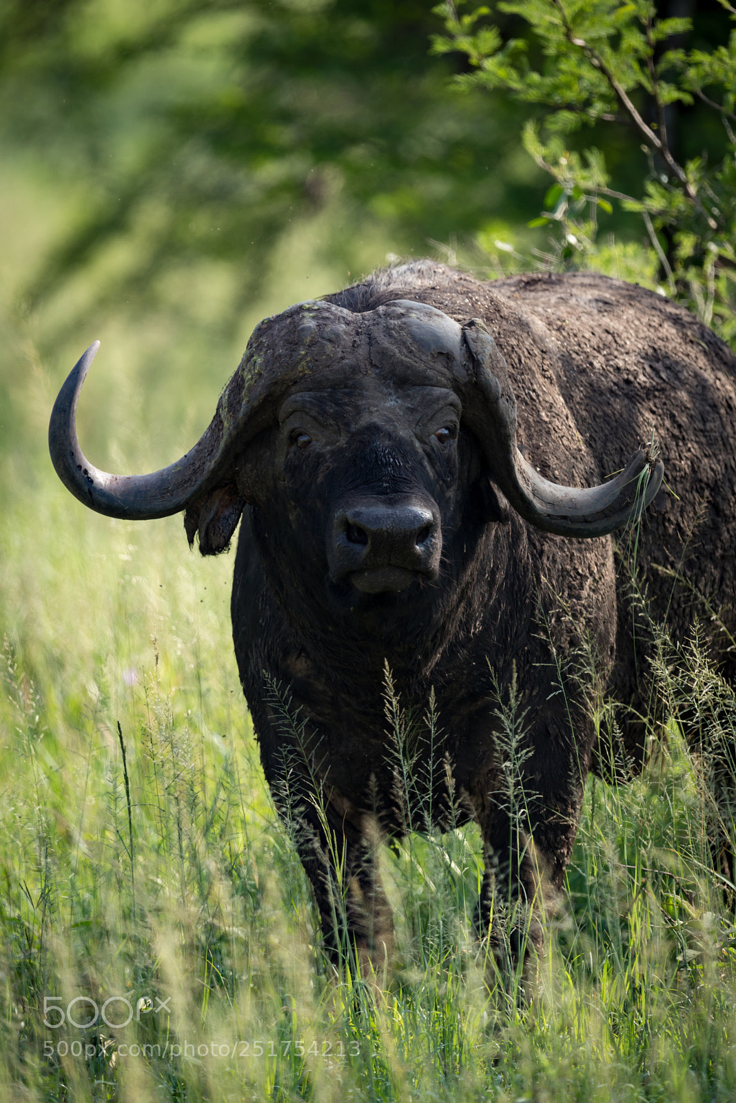 Nikon D810 sample photo. Close-up of cape buffalo photography