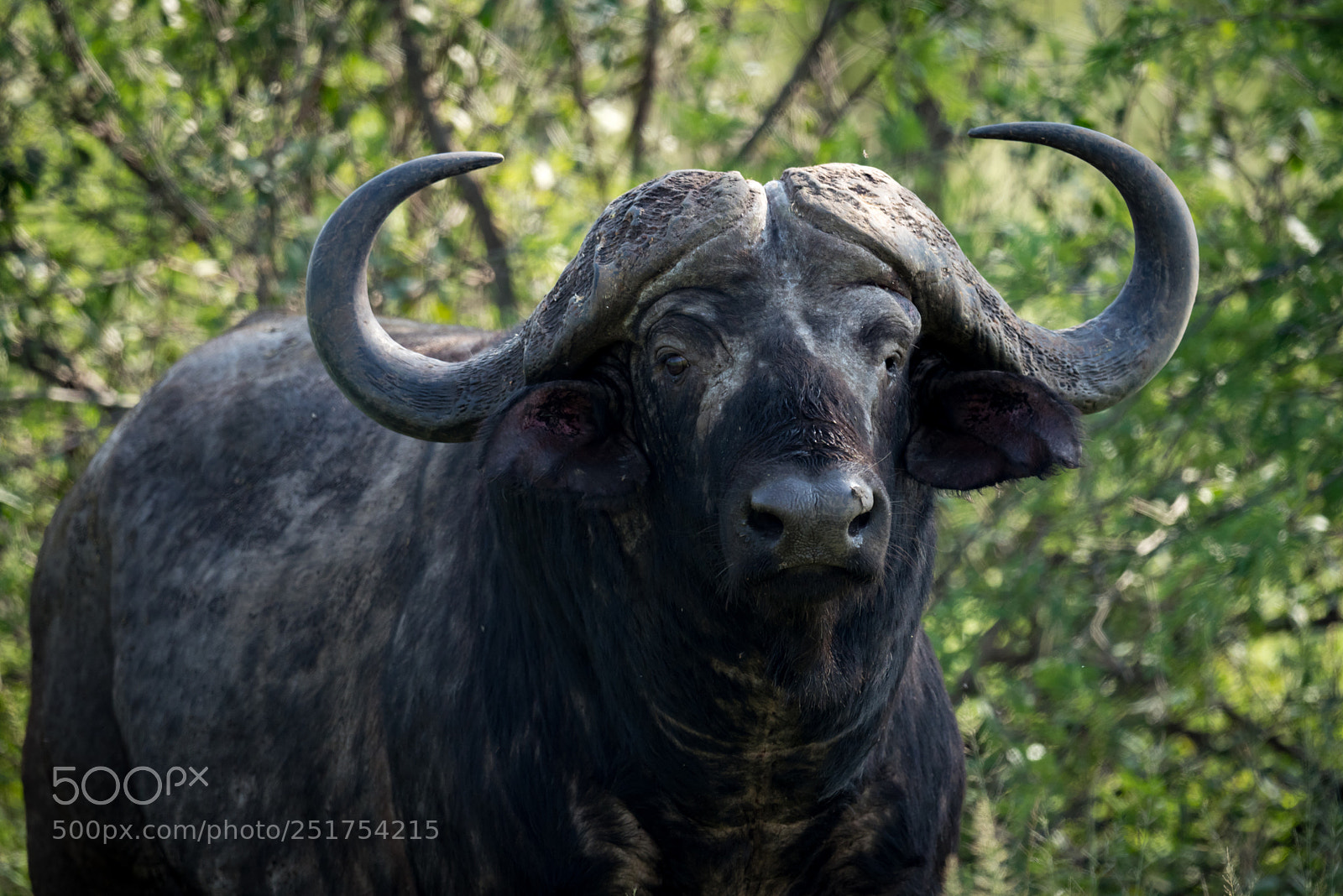 Nikon D810 sample photo. Close-up of cape buffalo photography
