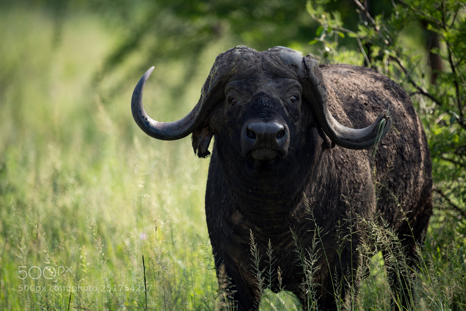 Nikon D810 sample photo. Close-up of cape buffalo photography