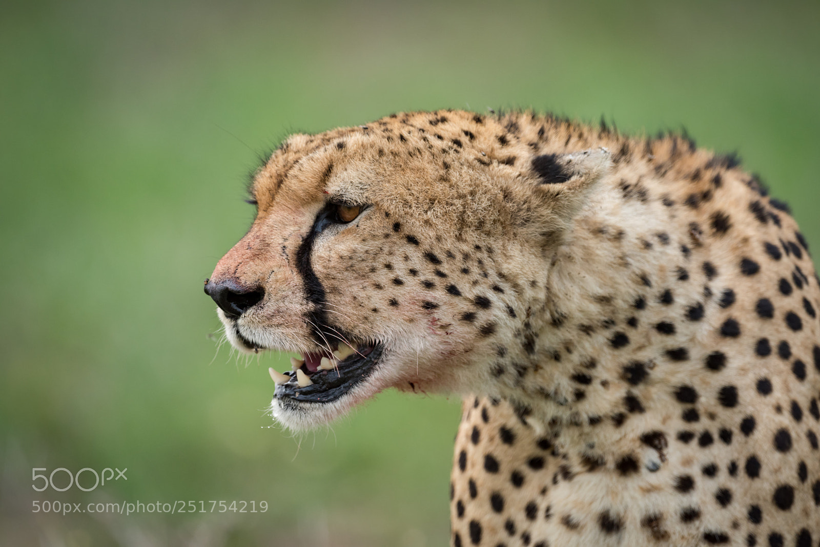 Nikon D810 sample photo. Close-up of cheetah head photography