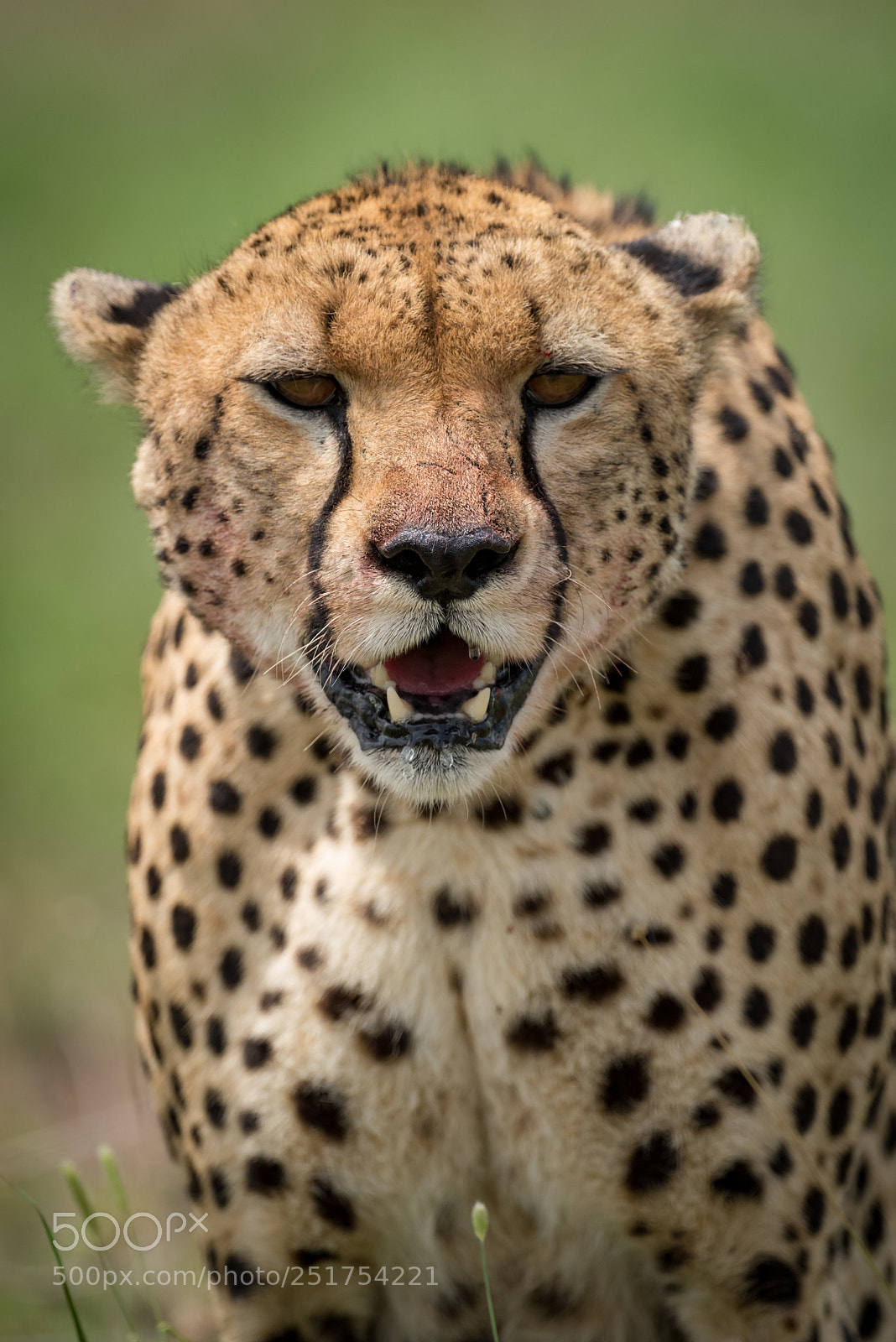 Nikon D810 sample photo. Close-up of cheetah facing photography
