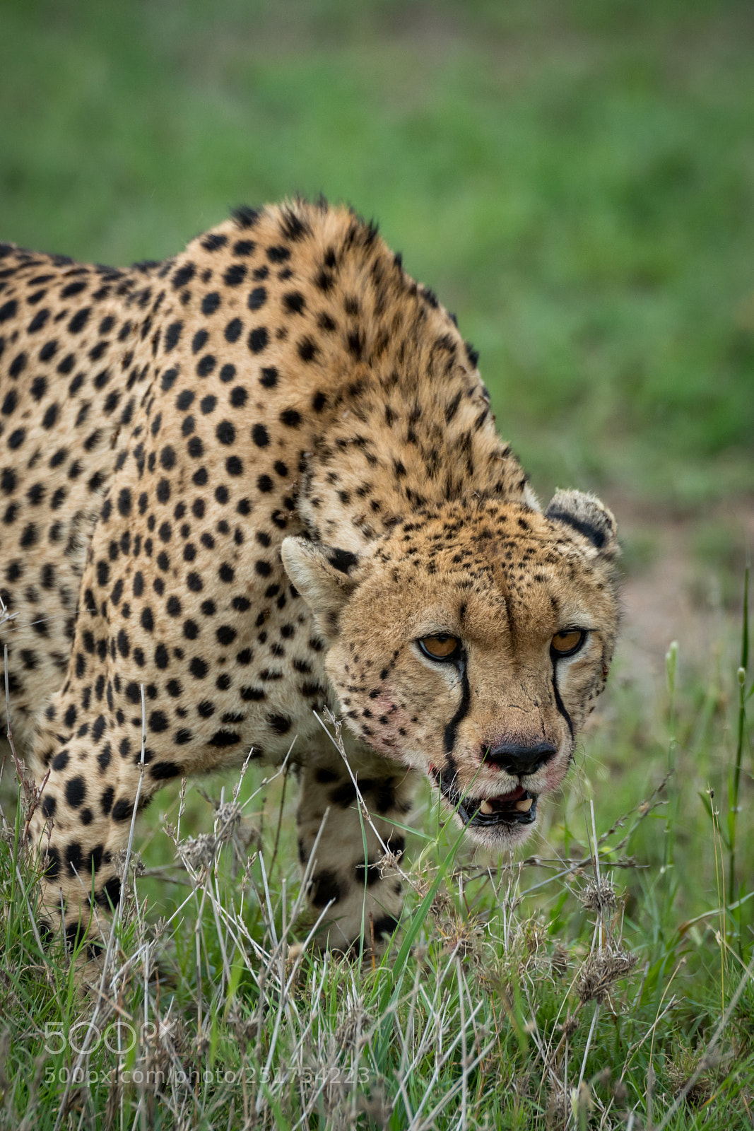 Nikon D850 sample photo. Close-up of cheetah lowering photography