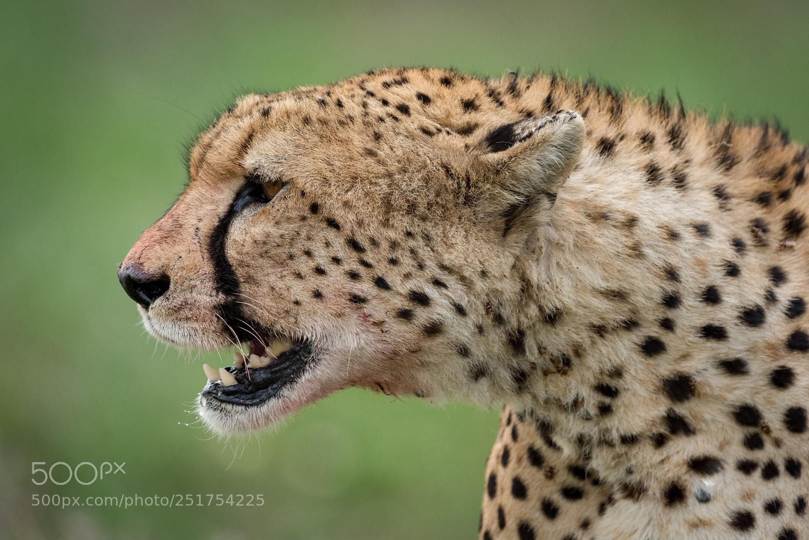 Nikon D810 sample photo. Close-up of cheetah head photography