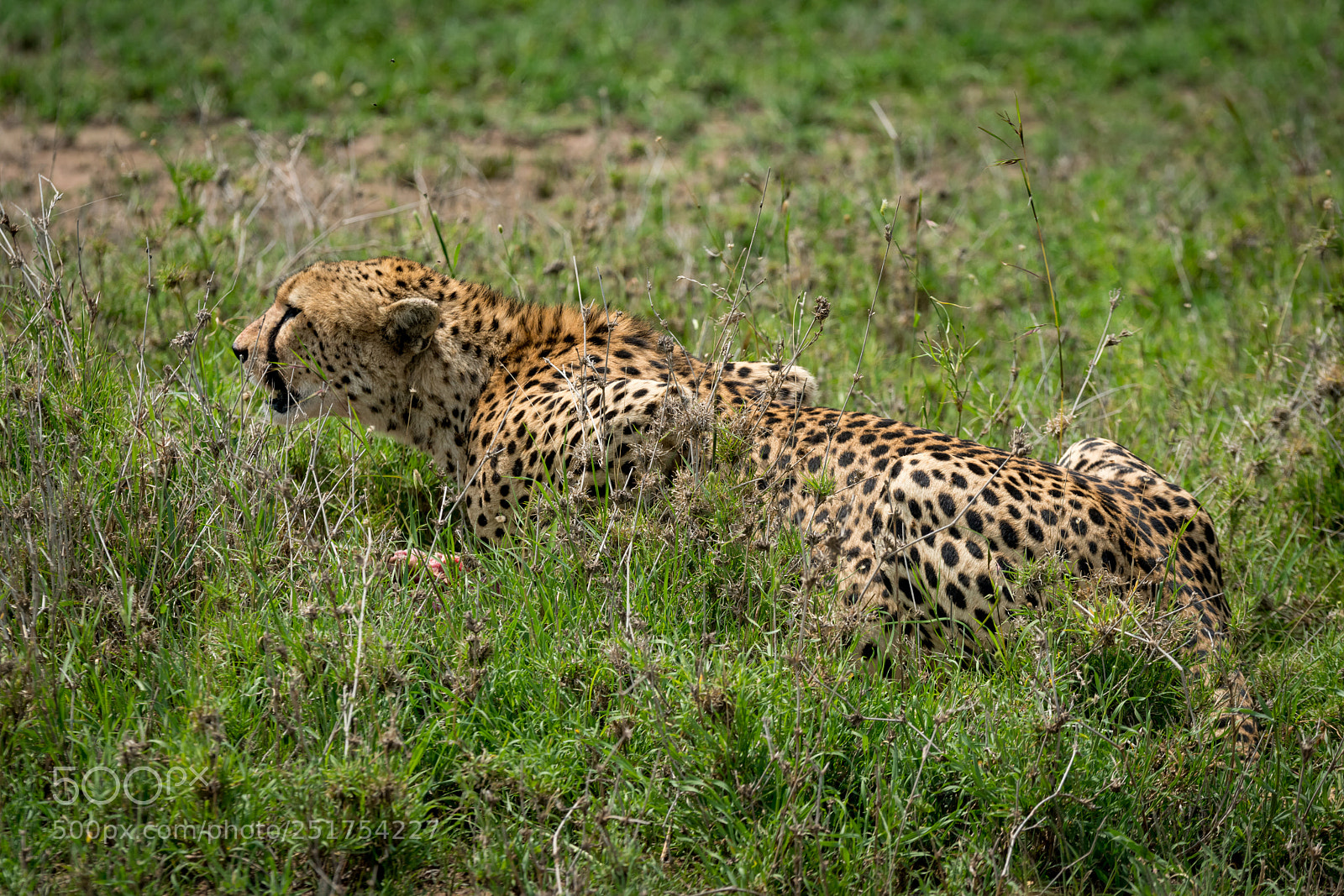 Nikon D850 sample photo. Close-up of cheetah lying photography