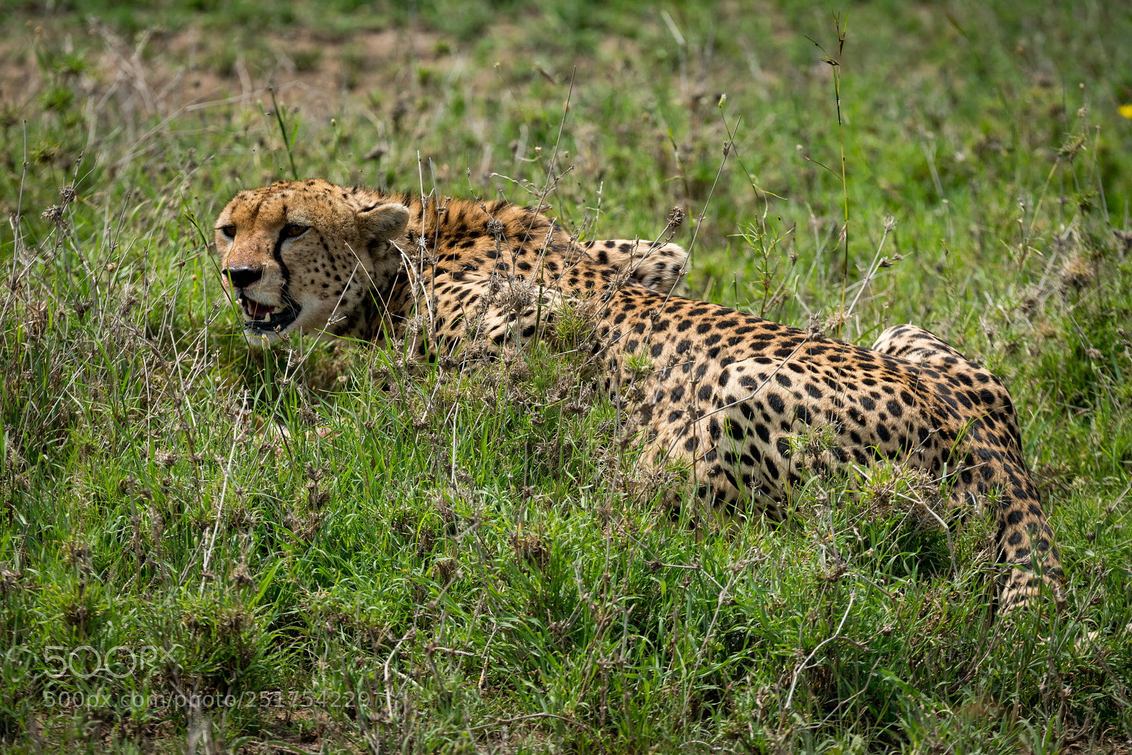 Nikon D850 sample photo. Close-up of cheetah lying photography