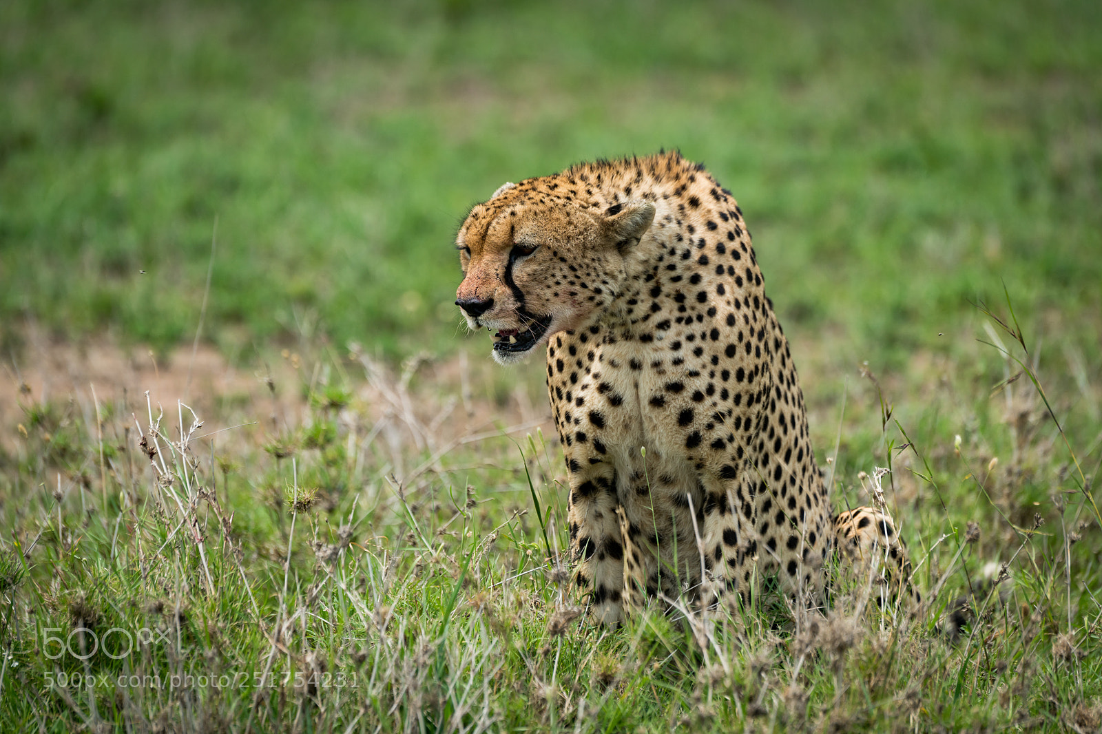 Nikon D850 sample photo. Close-up of cheetah sitting photography
