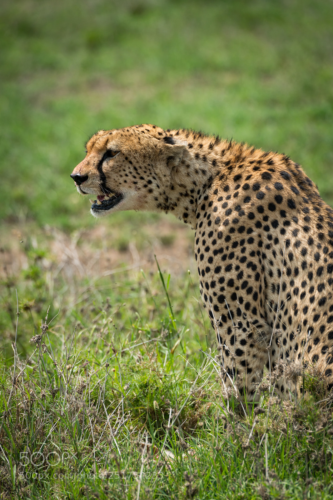 Nikon D850 sample photo. Close-up of cheetah sitting photography