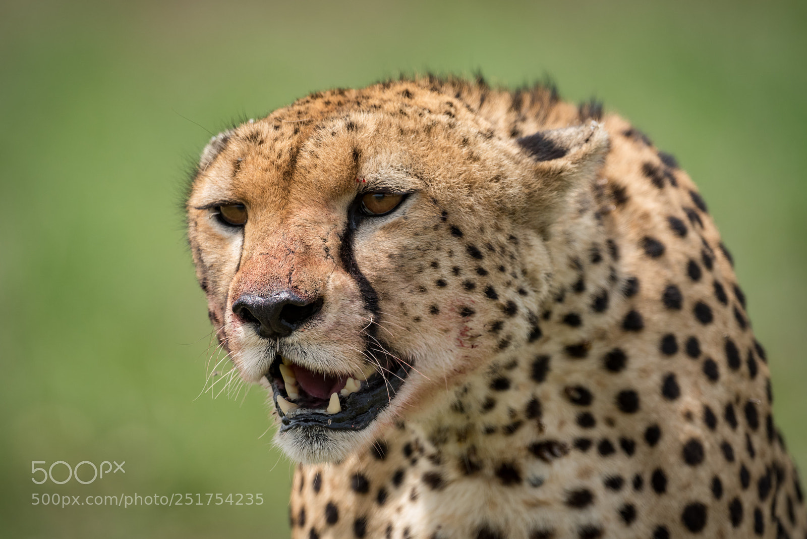 Nikon D810 sample photo. Close-up of cheetah sitting photography