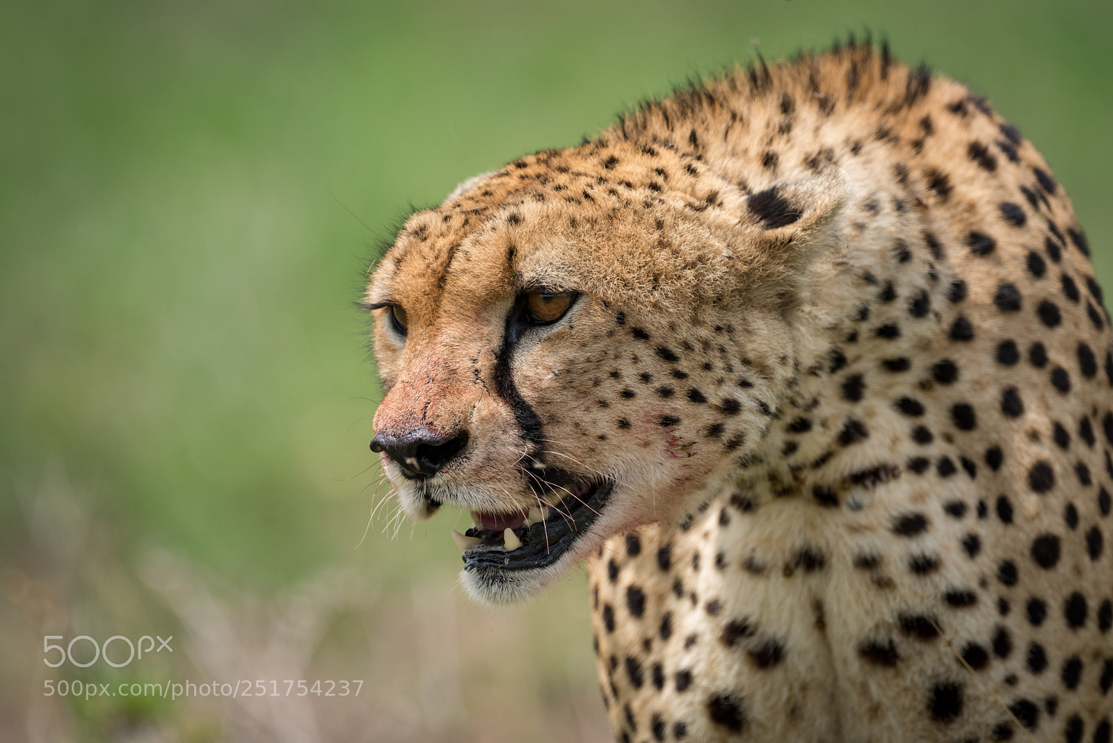 Nikon D810 sample photo. Close-up of cheetah sitting photography