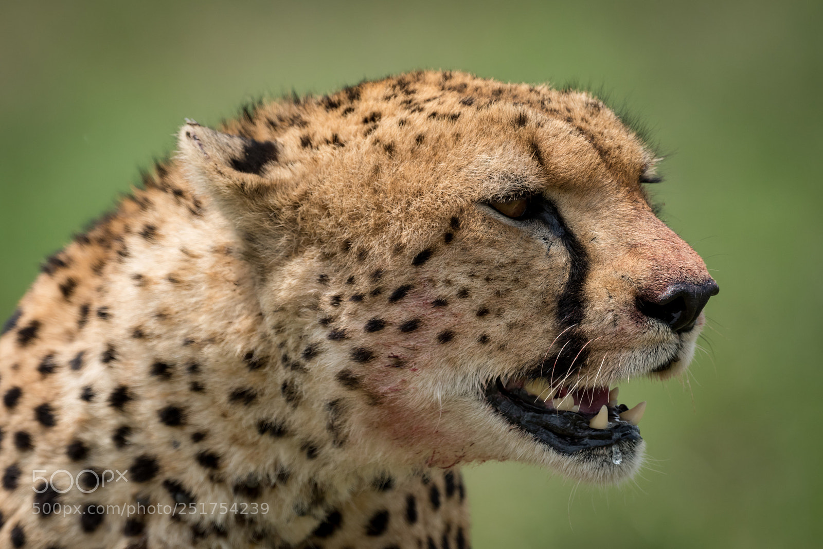 Nikon D810 sample photo. Close-up of cheetah sitting photography