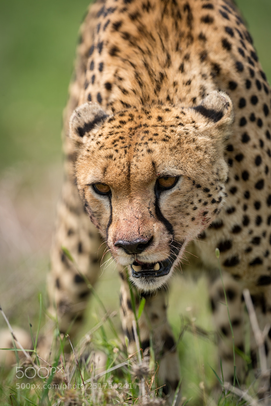 Nikon D810 sample photo. Close-up of cheetah standing photography