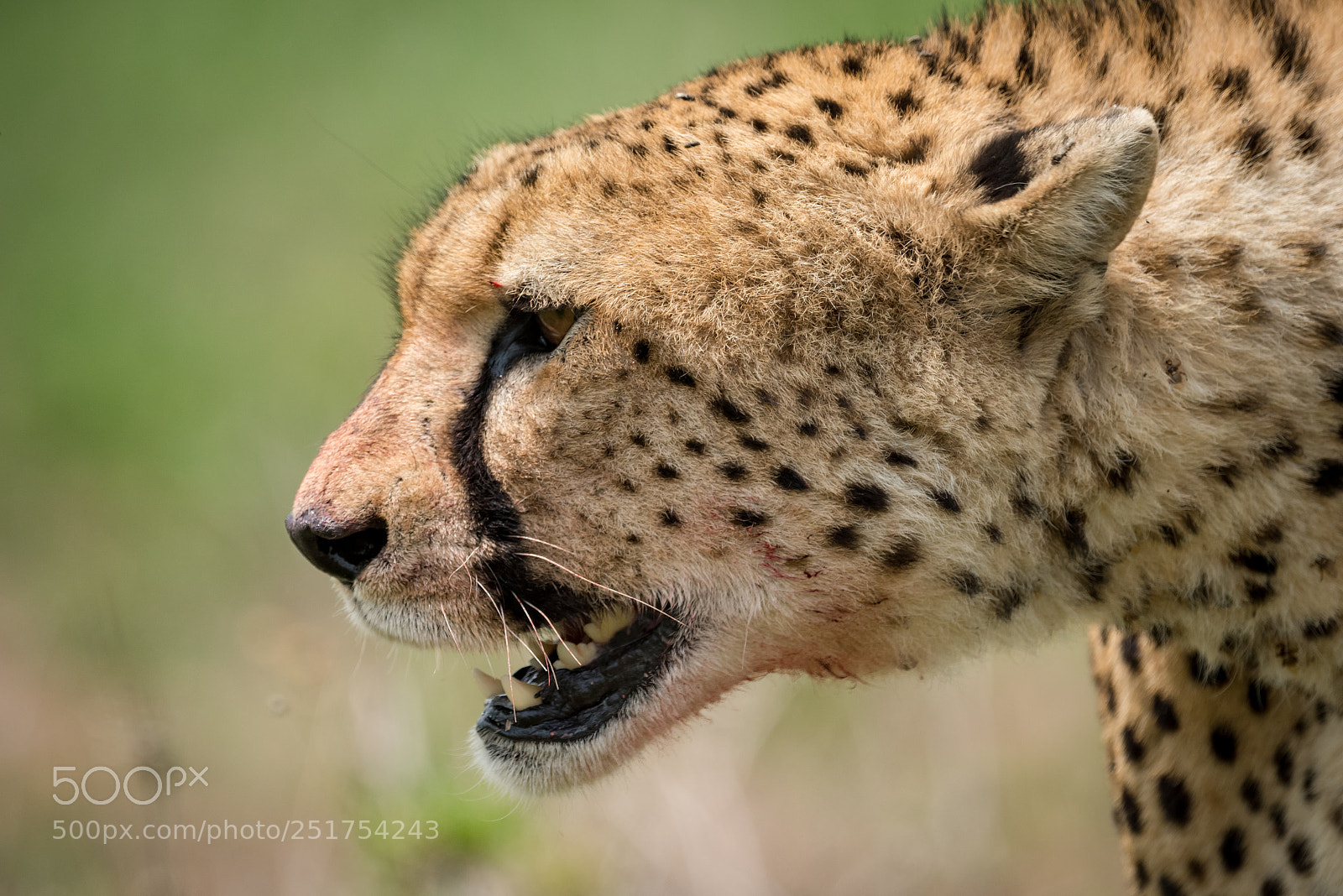 Nikon D810 sample photo. Close-up of cheetah walking photography