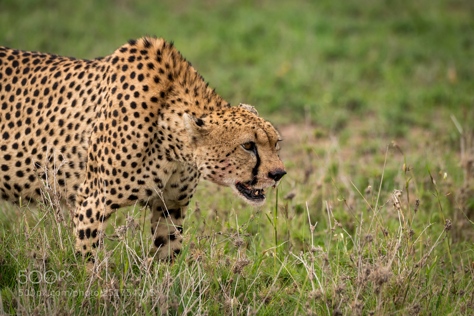 Nikon D850 sample photo. Close-up of cheetah standing photography