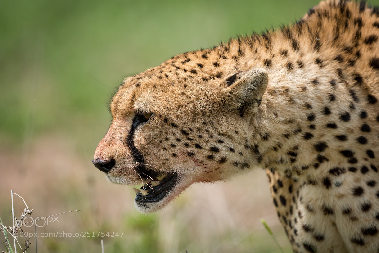 Nikon D810 sample photo. Close-up of cheetah walking photography