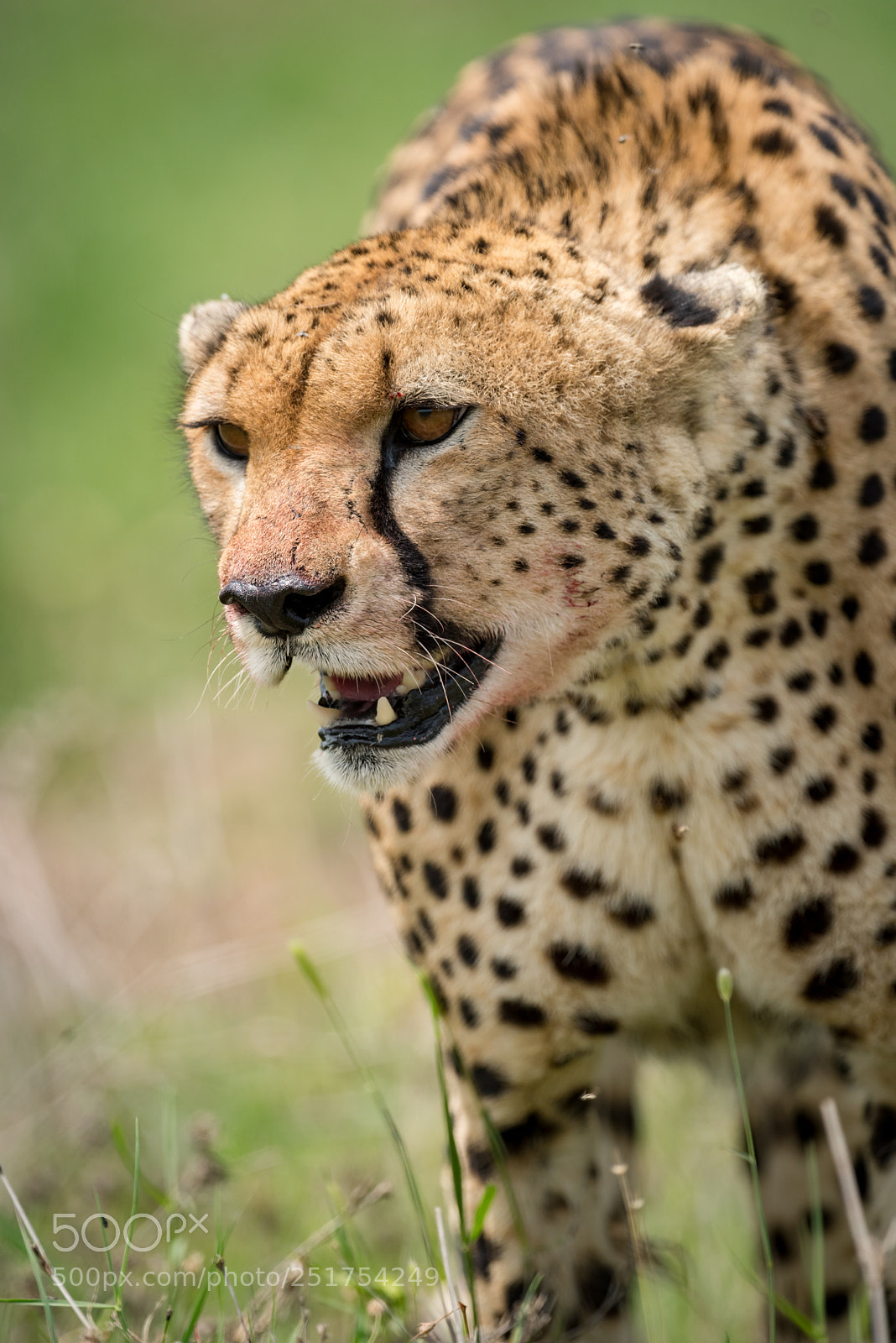 Nikon D810 sample photo. Close-up of cheetah walking photography