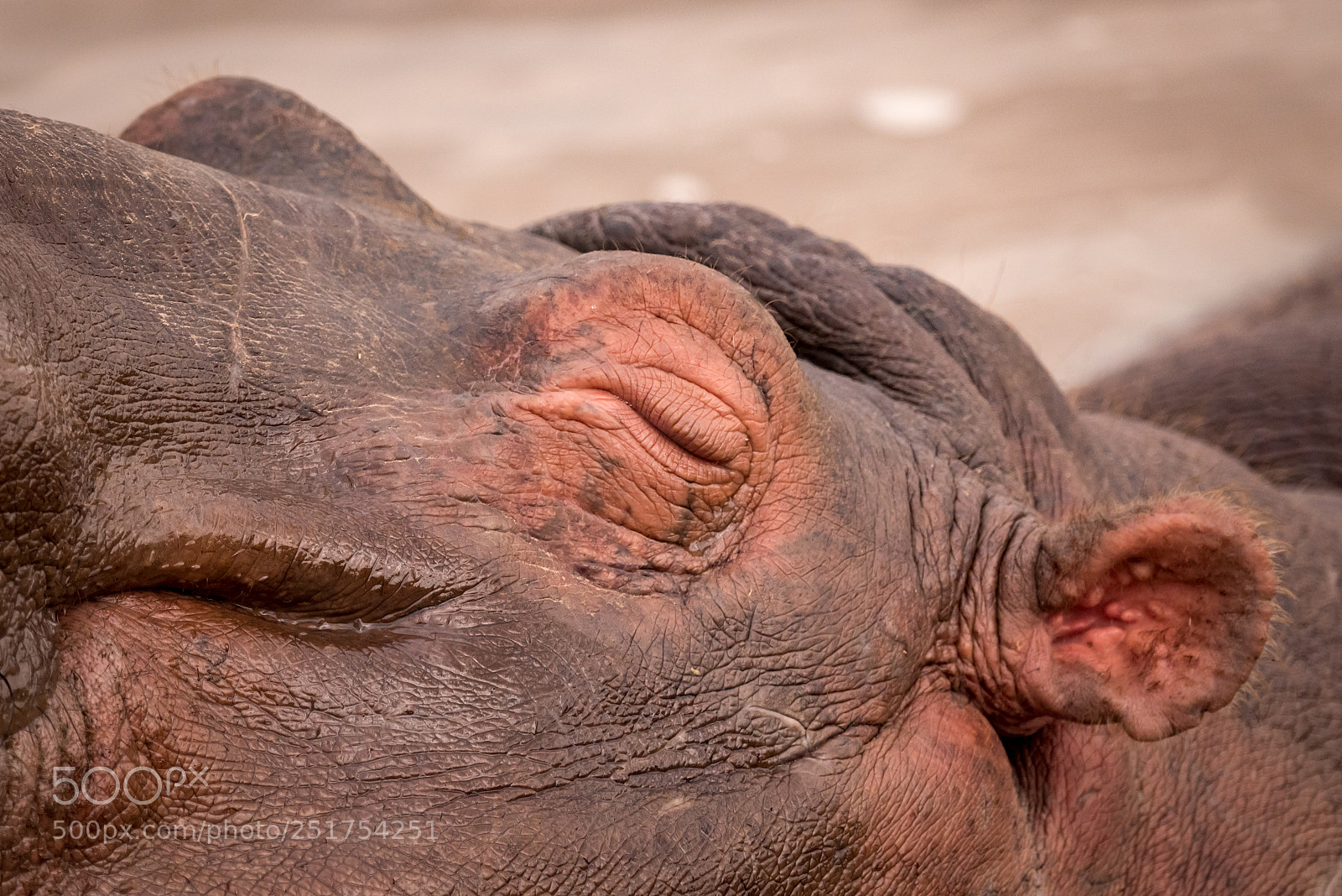 Nikon D810 sample photo. Close-up of closed eye photography