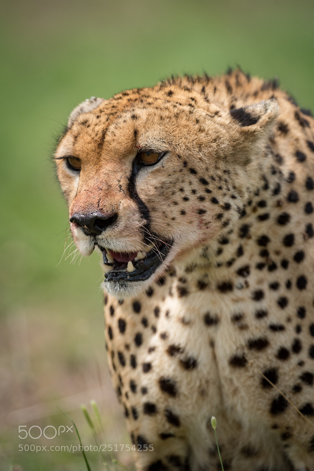 Nikon D810 sample photo. Close-up of cheetah with photography