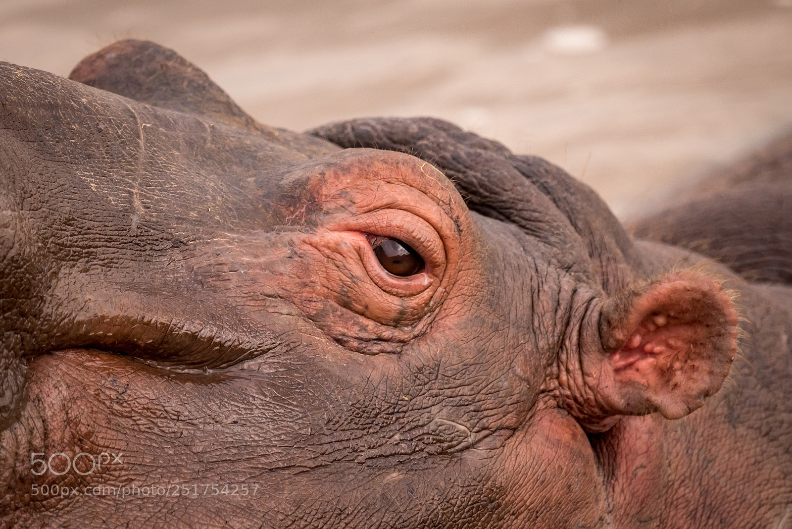 Nikon D810 sample photo. Close-up of eye and photography