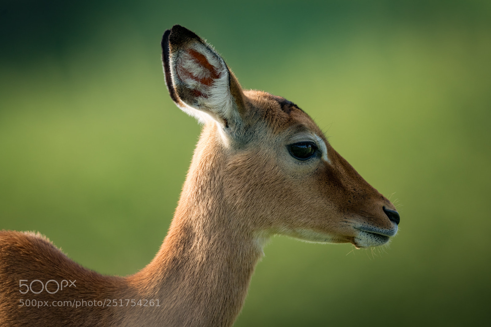 Nikon D810 sample photo. Close-up of female impala photography