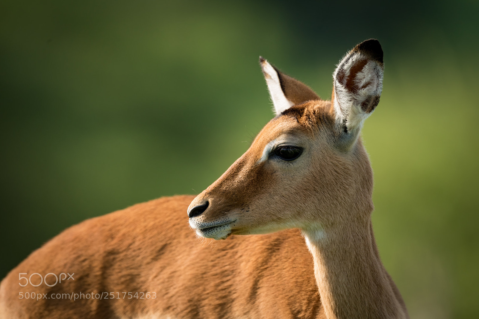 Nikon D810 sample photo. Close-up of female impala photography