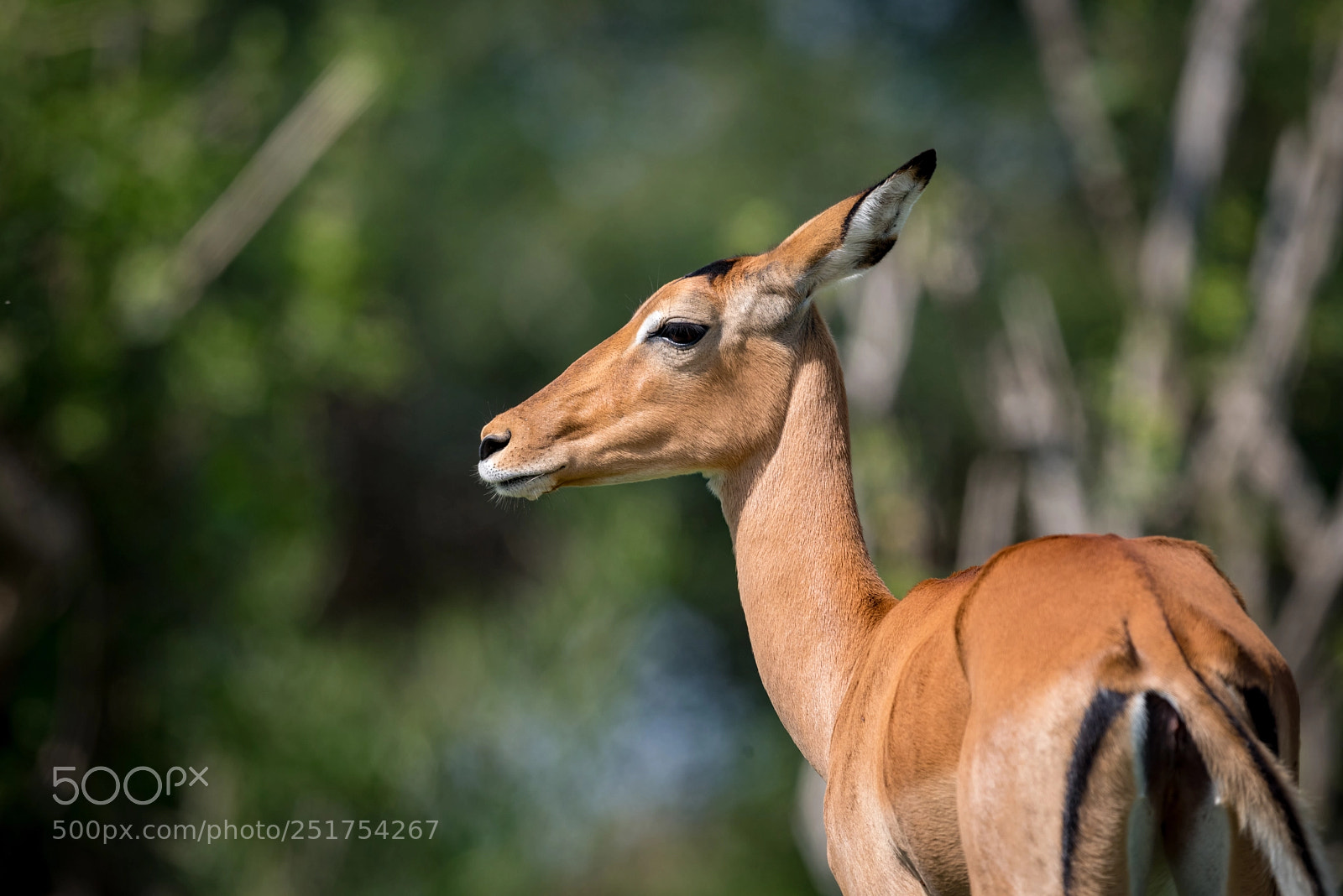 Nikon D810 sample photo. Close-up of female impala photography