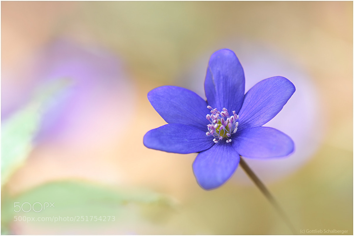 Nikon D7200 sample photo. Hepatica nobilis photography