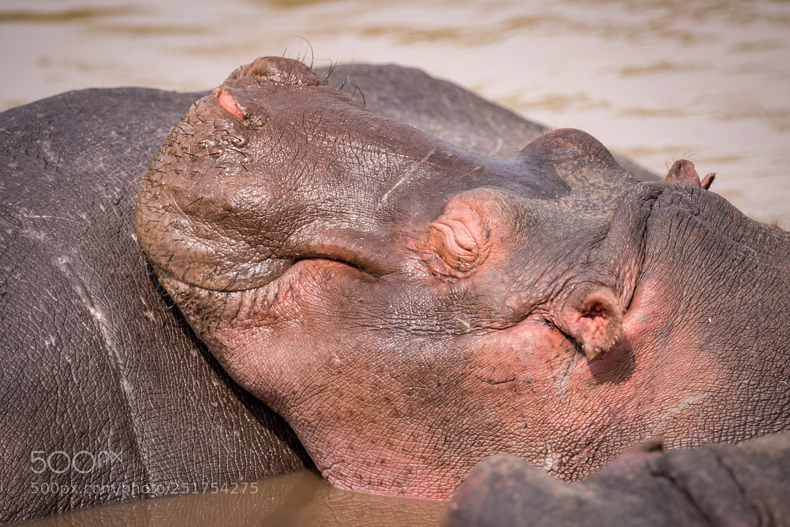 Nikon D810 sample photo. Close-up of hippopotamus in photography