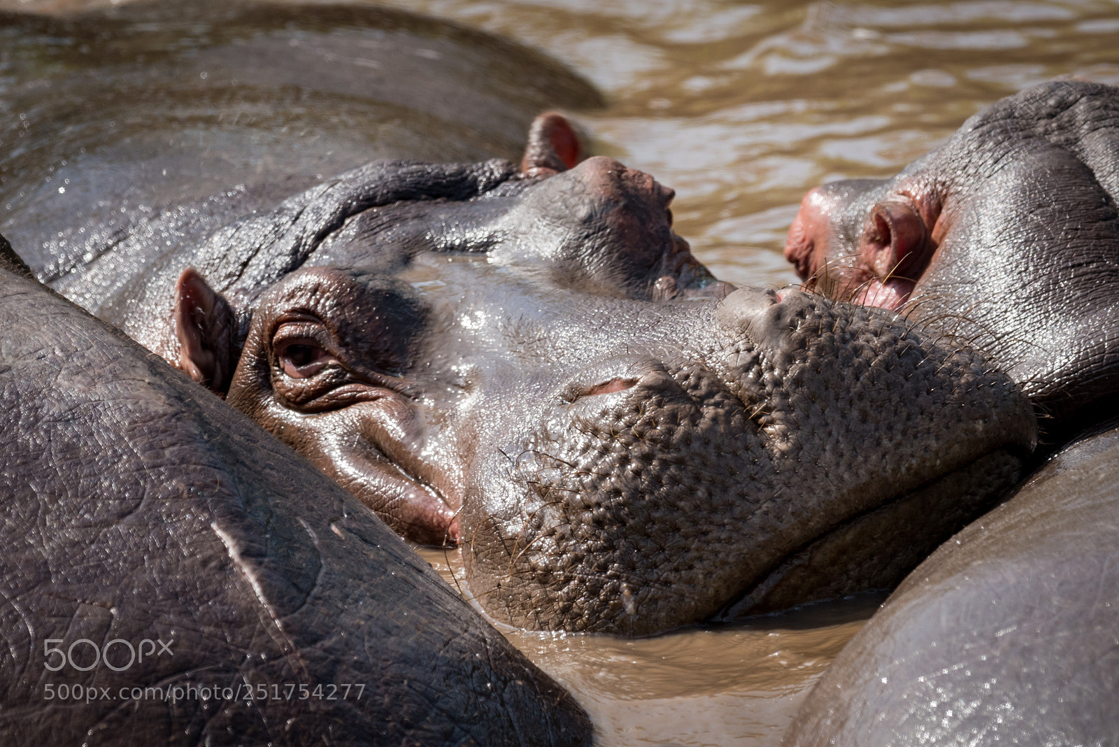 Nikon D810 sample photo. Close-up of hippopotamus facing photography