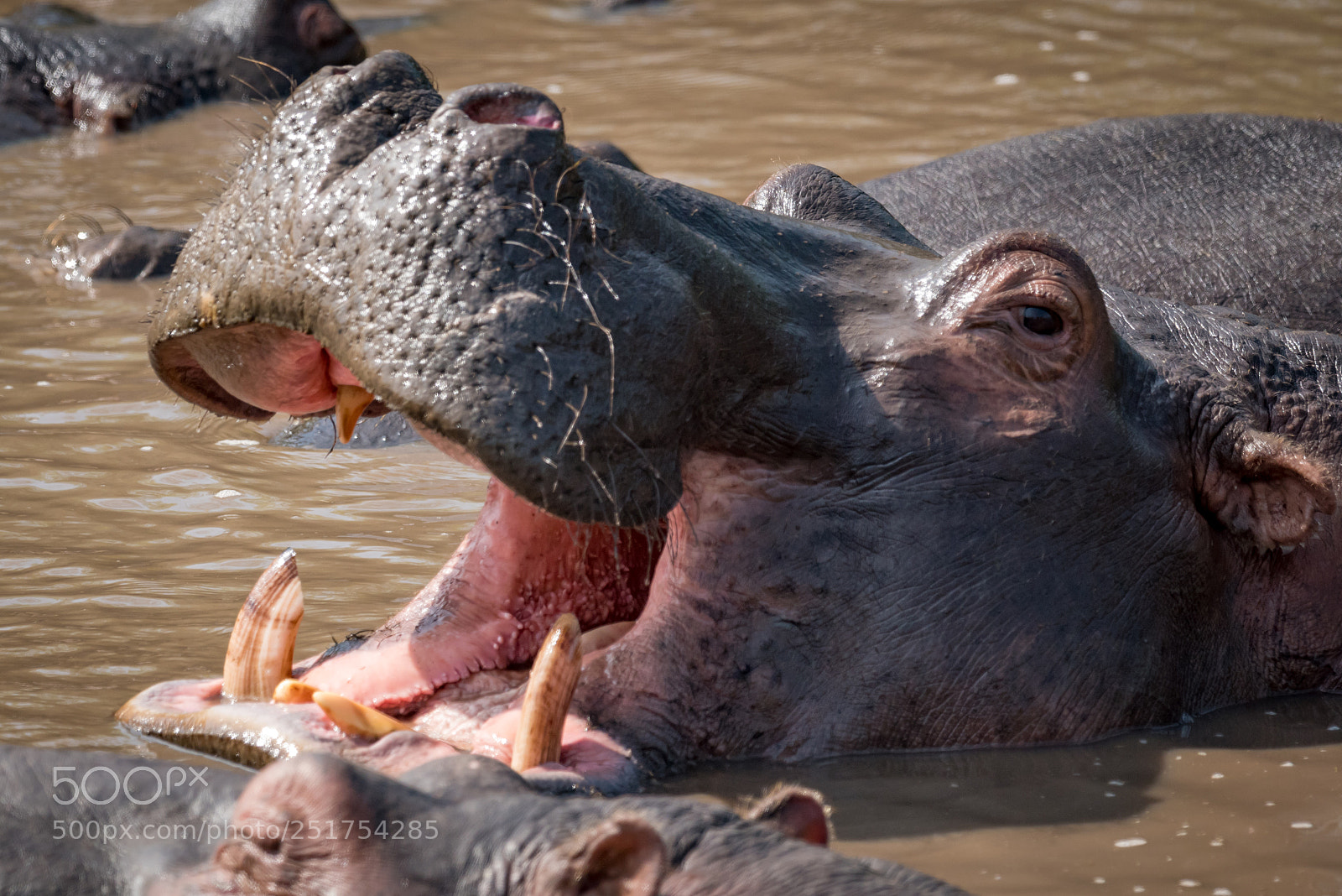 Nikon D810 sample photo. Close-up of hippopotamus in photography