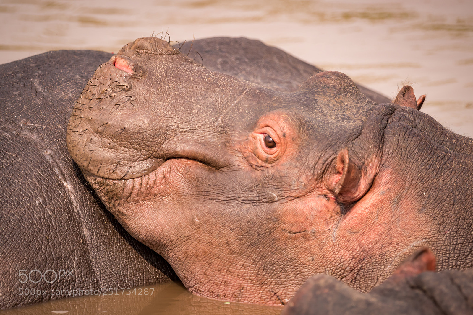Nikon D810 sample photo. Close-up of hippopotamus on photography